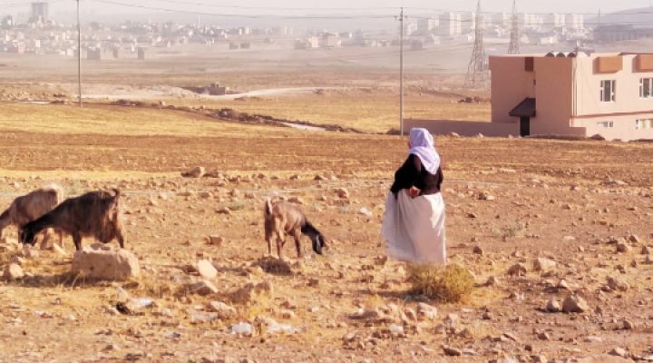 Iraqi woman tends to her goats while her young daughter stands nearby